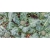 Nasiona Kalafior zielon brokul szt.5 Nxx347